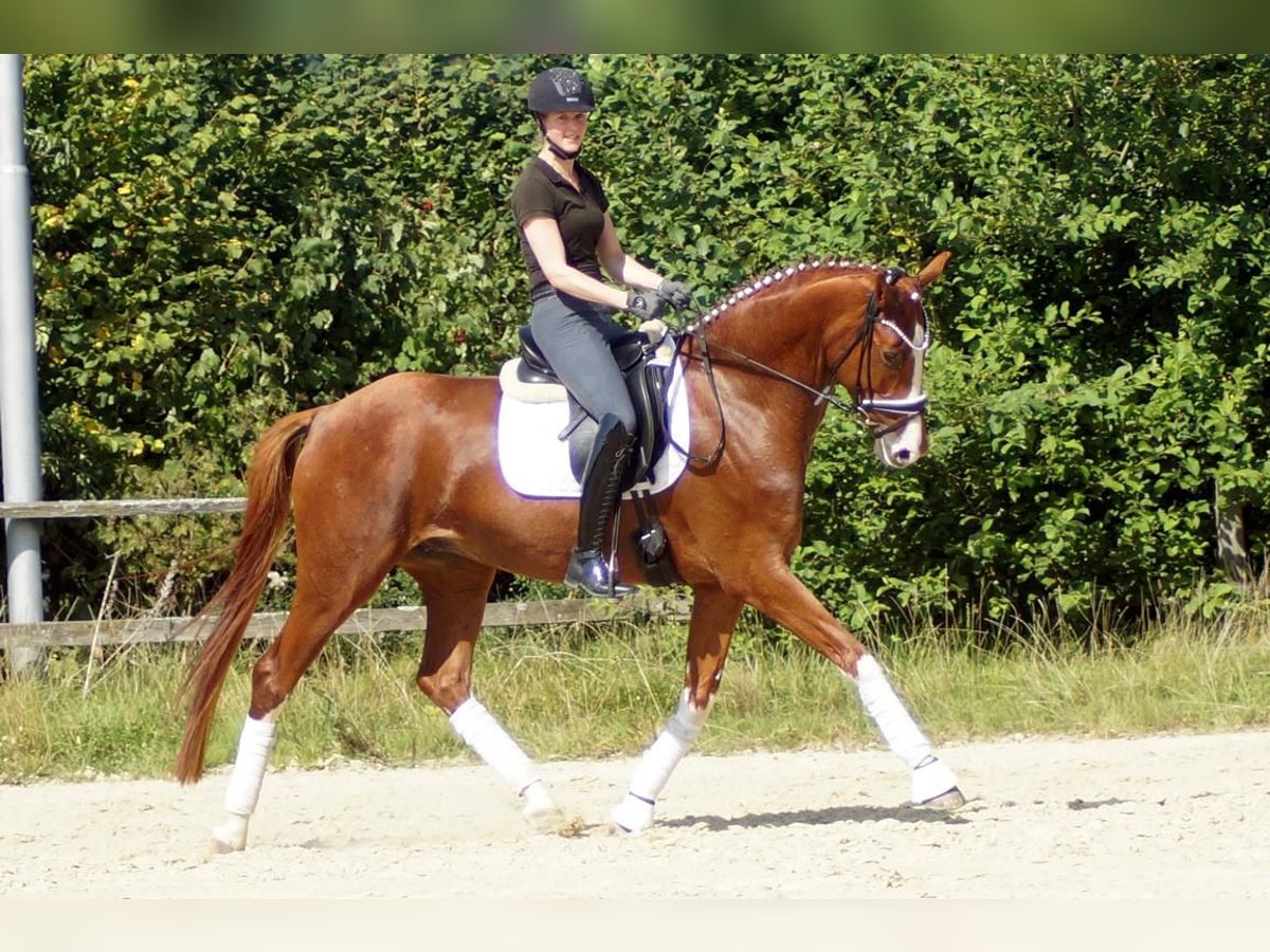 Westfale Wallach 7 Jahre 170 cm Fuchs in Iserlohn