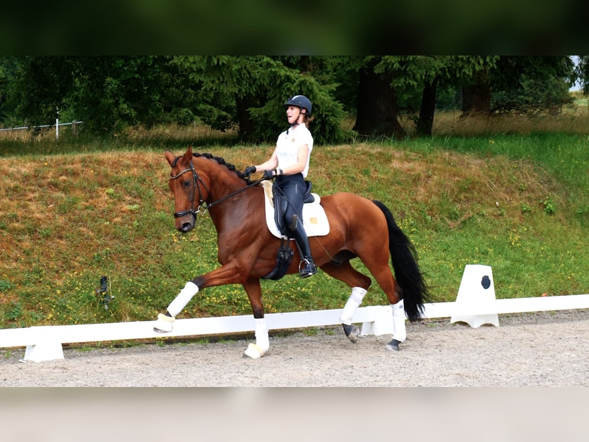 Westfale Wallach 7 Jahre 171 cm Brauner in Freiensteinau