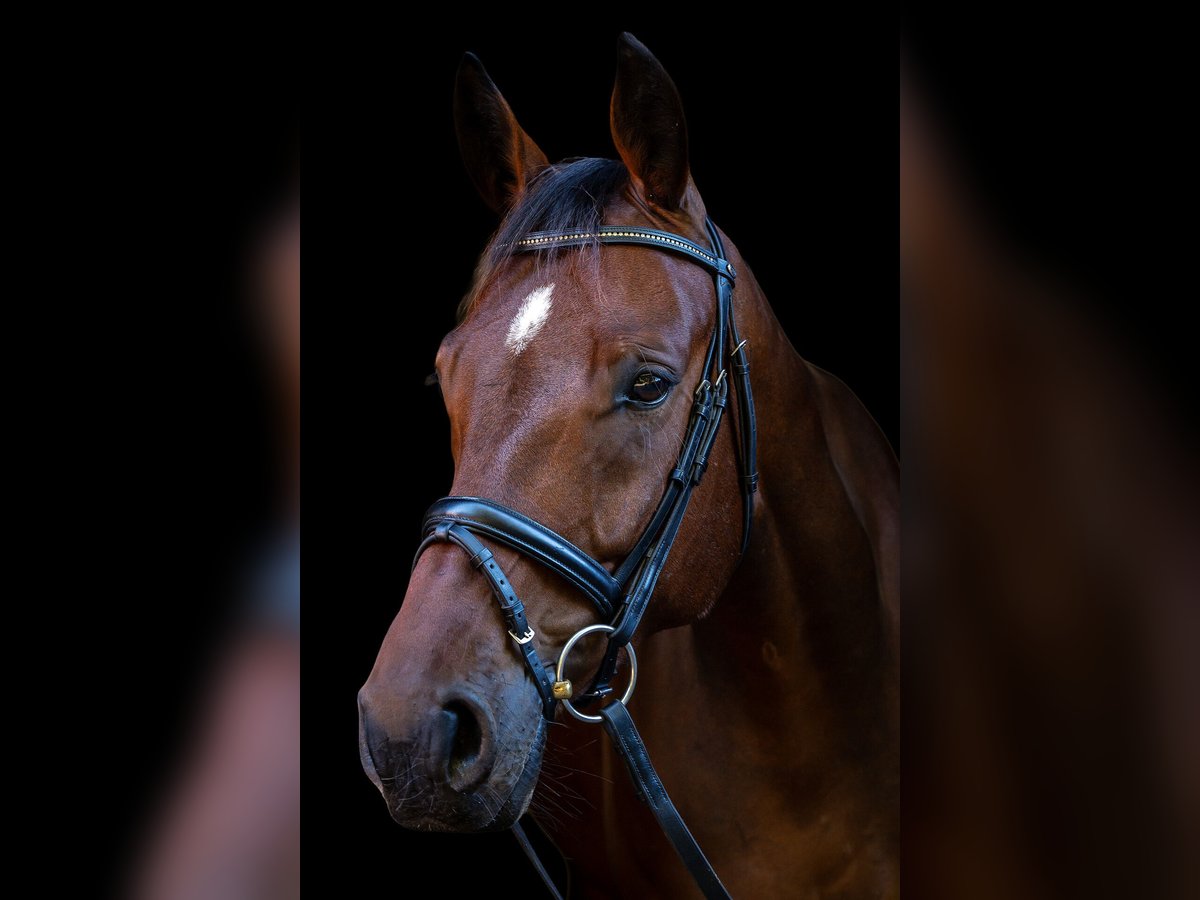 Westfale Wallach 7 Jahre 172 cm Brauner in Telgte