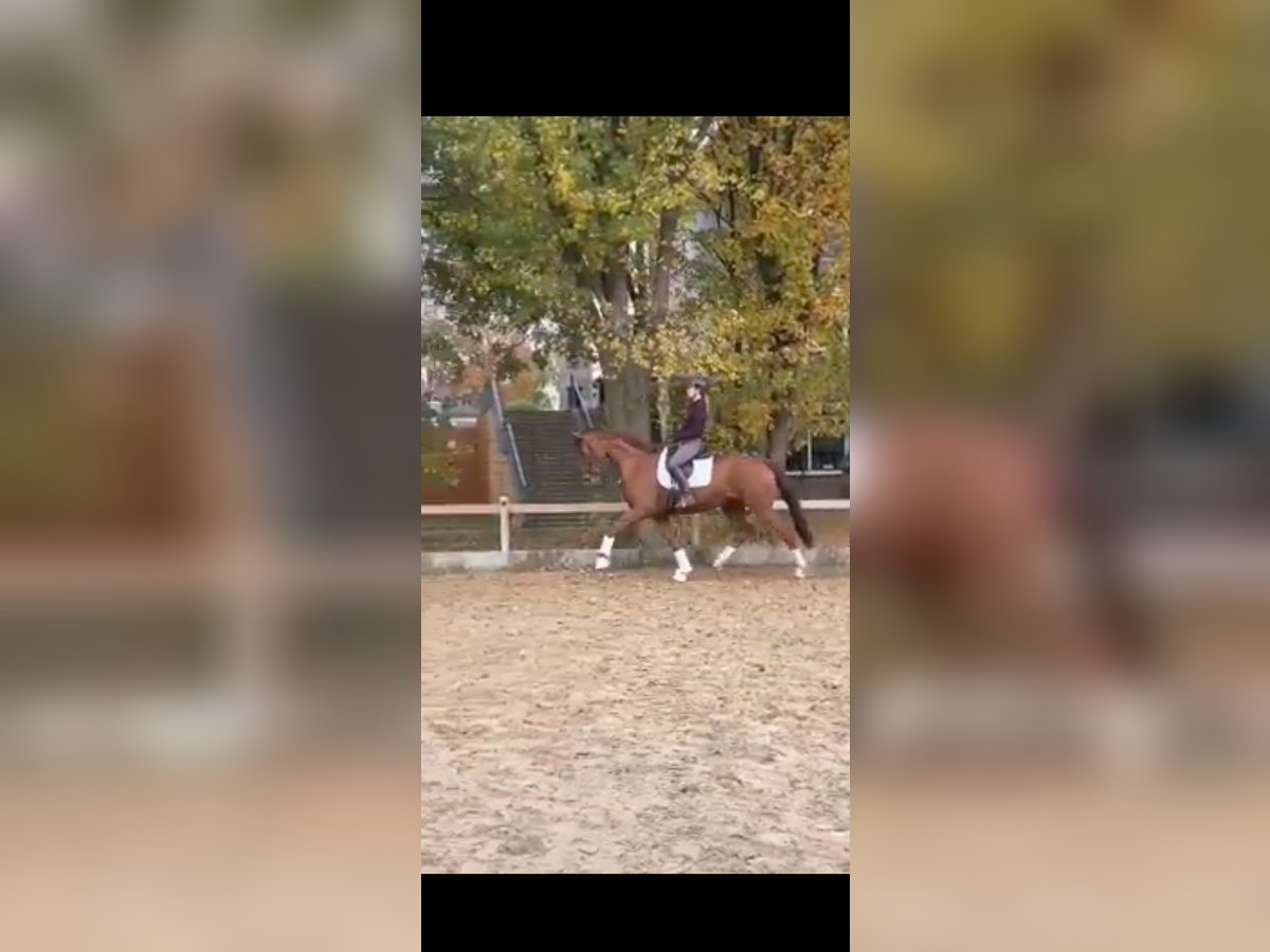 Westfale Wallach 7 Jahre 172 cm Fuchs in Essen