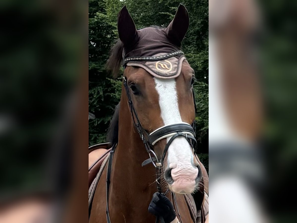 Westfale Wallach 7 Jahre 173 cm Brauner in Ratingen