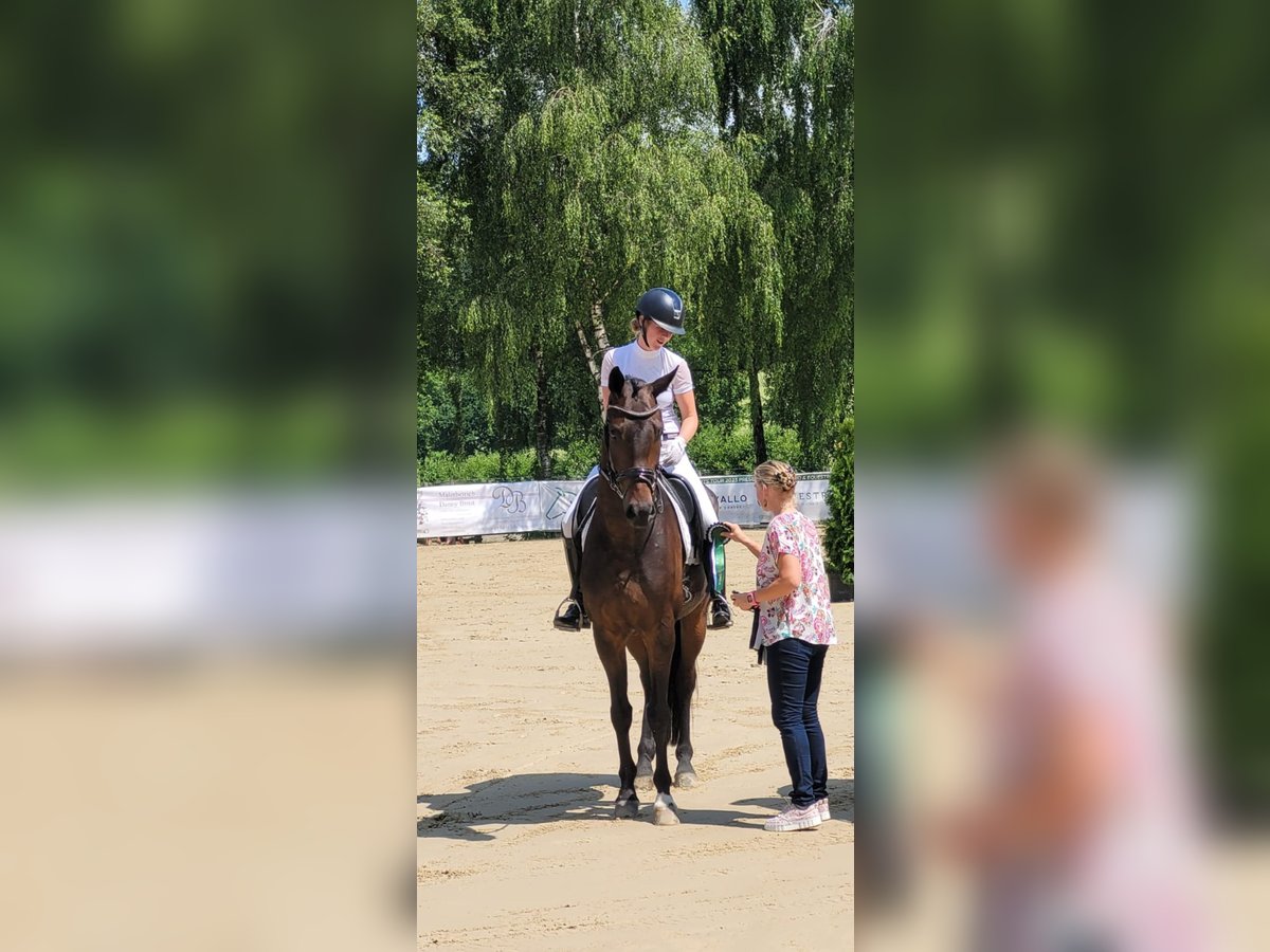 Westfale Wallach 7 Jahre 173 cm Dunkelbrauner in Ostbevern