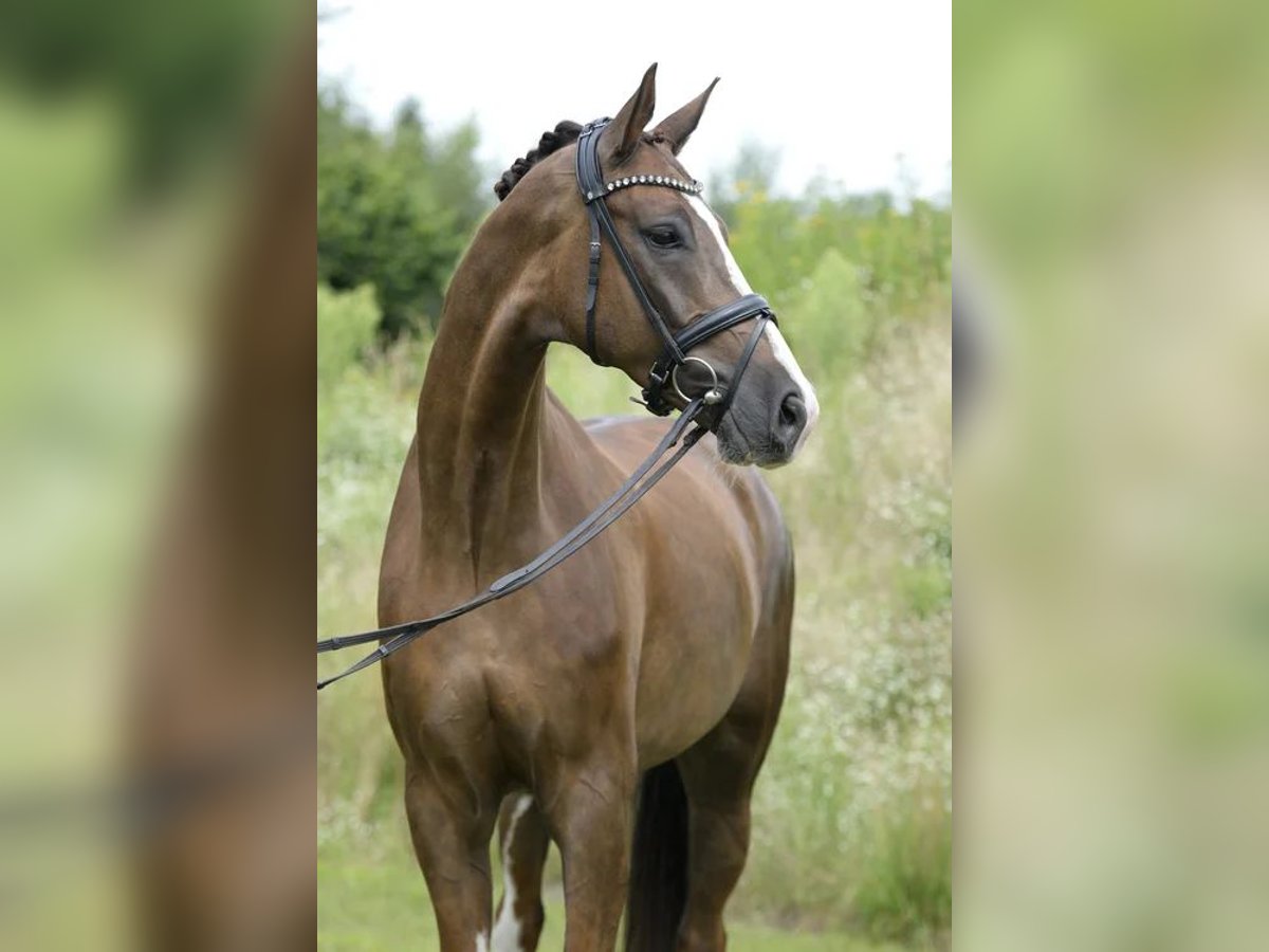 Westfale Wallach 7 Jahre 173 cm Dunkelfuchs in Sassenberg