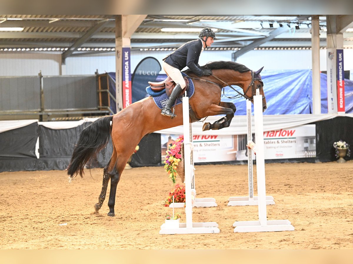 Westfale Wallach 7 Jahre 173 cm Rotbrauner in Suffolk