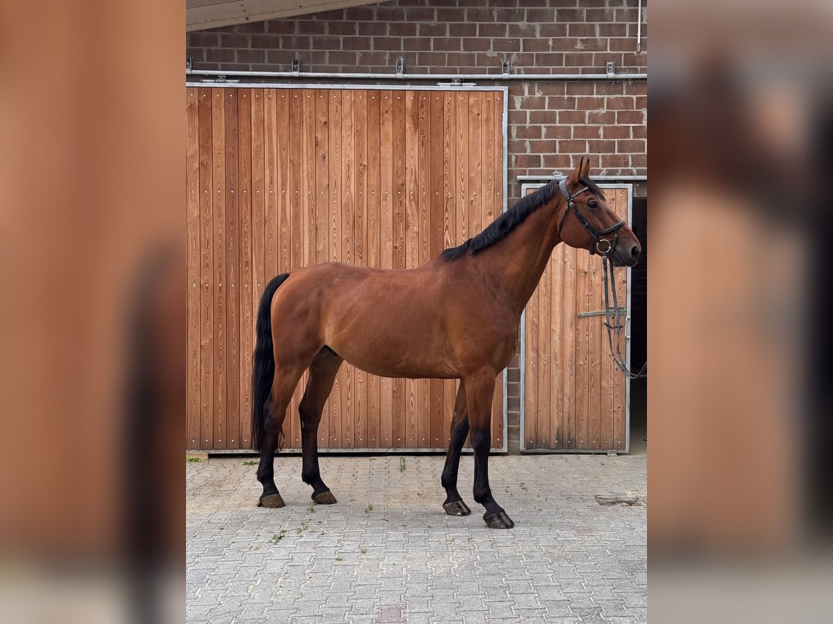Westfale Wallach 7 Jahre 174 cm Brauner in Sendenhorst