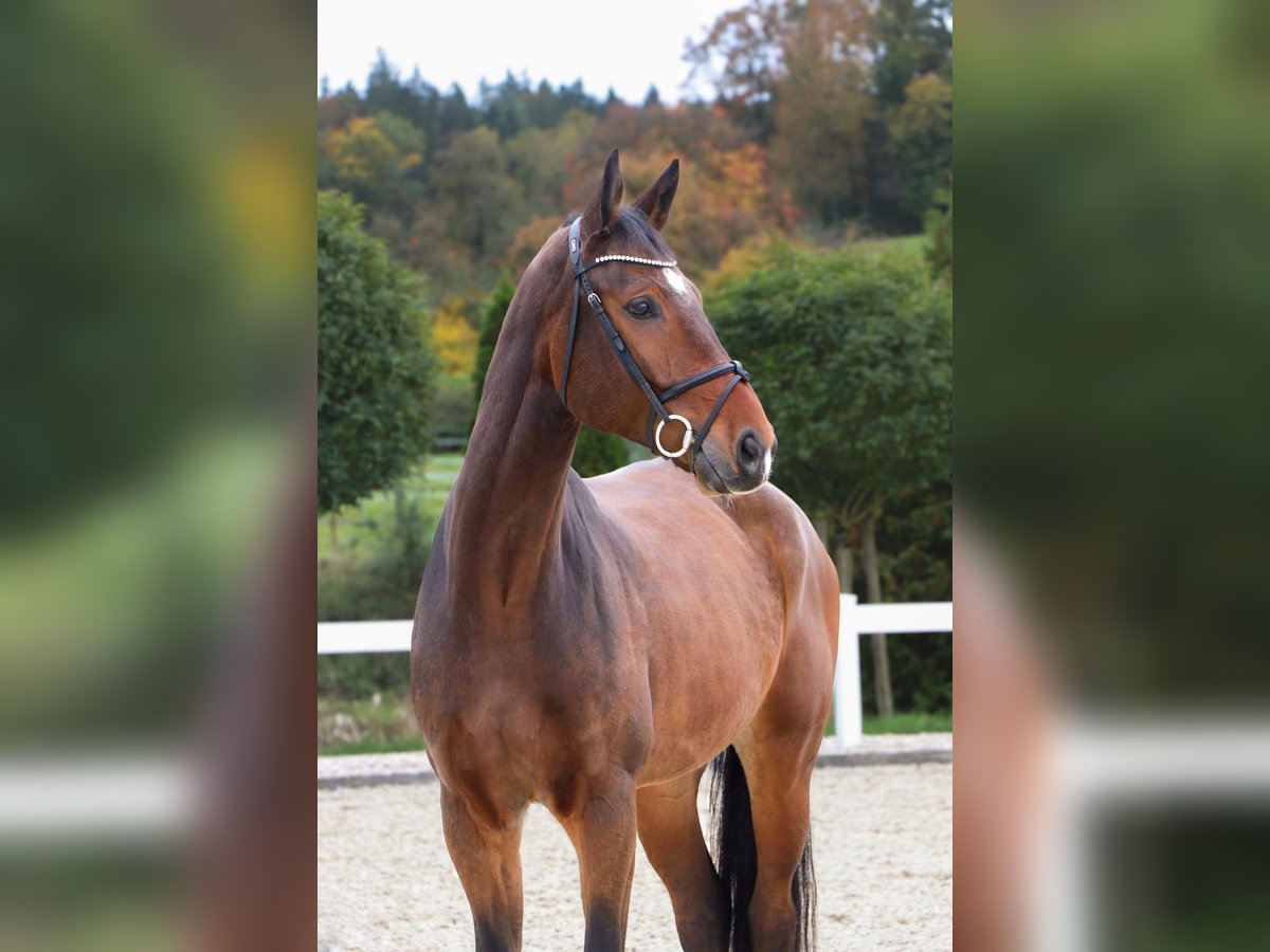 Westfale Wallach 7 Jahre 175 cm Brauner in Schw&#xE4;bisch Hall