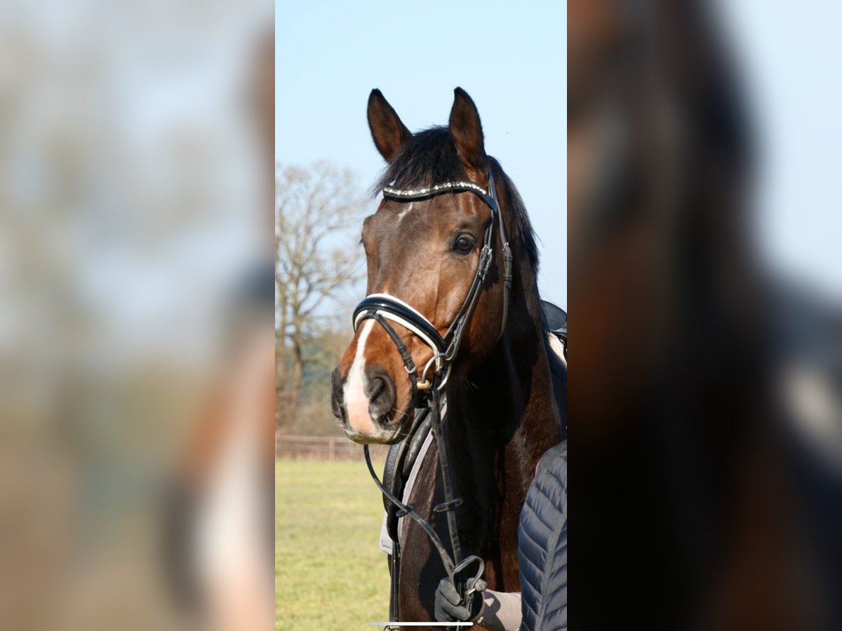 Westfale Wallach 7 Jahre 175 cm Dunkelbrauner in Ahrensburg