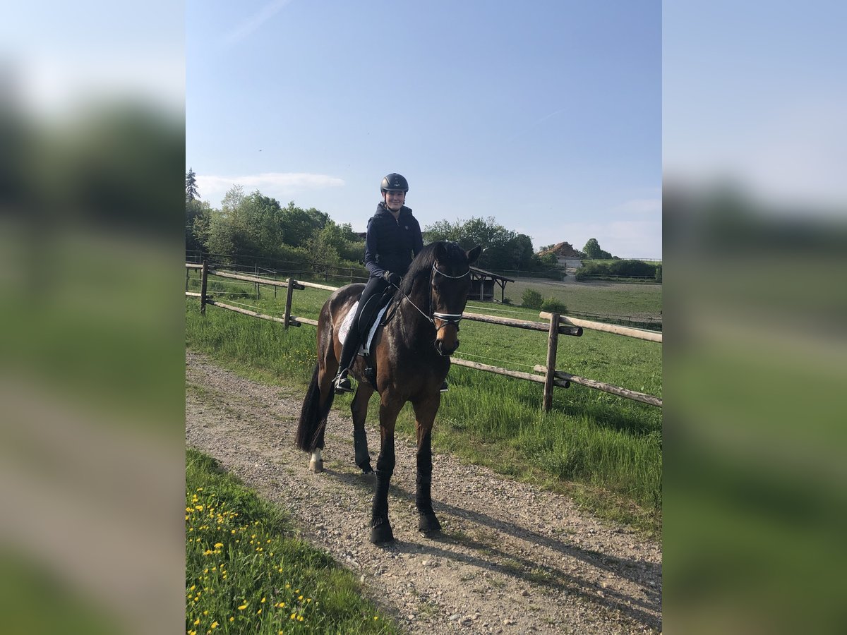 Westfale Wallach 7 Jahre 178 cm in TaunussteinTaunusstein