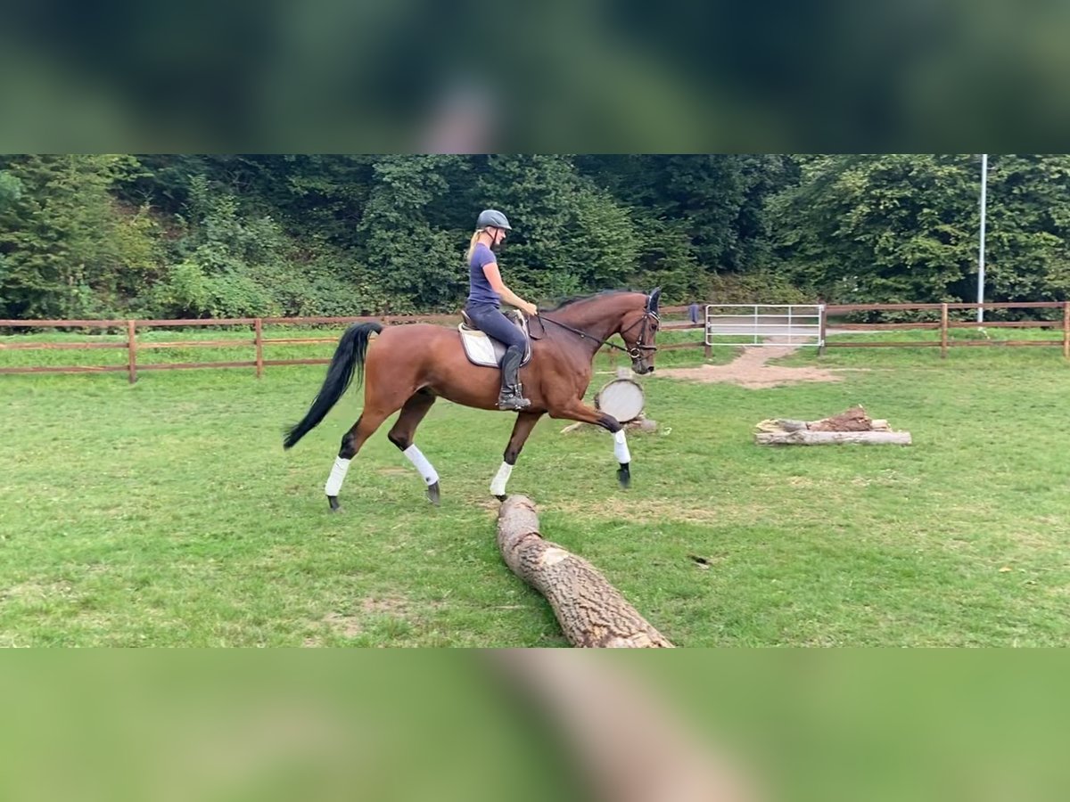 Westfale Wallach 7 Jahre 183 cm Brauner in Schenklengsfeld