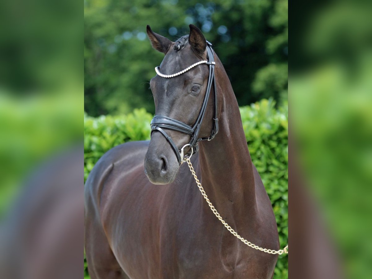 Westfale Wallach 7 Jahre Rappe in Blankenheim