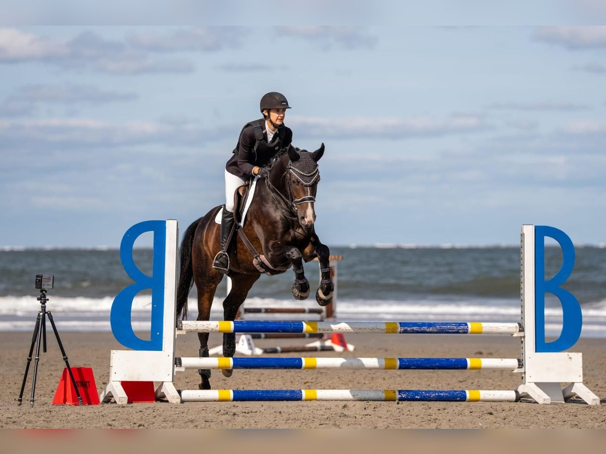 Westfale Wallach 8 Jahre 161 cm in Lindhorst Lindhorst