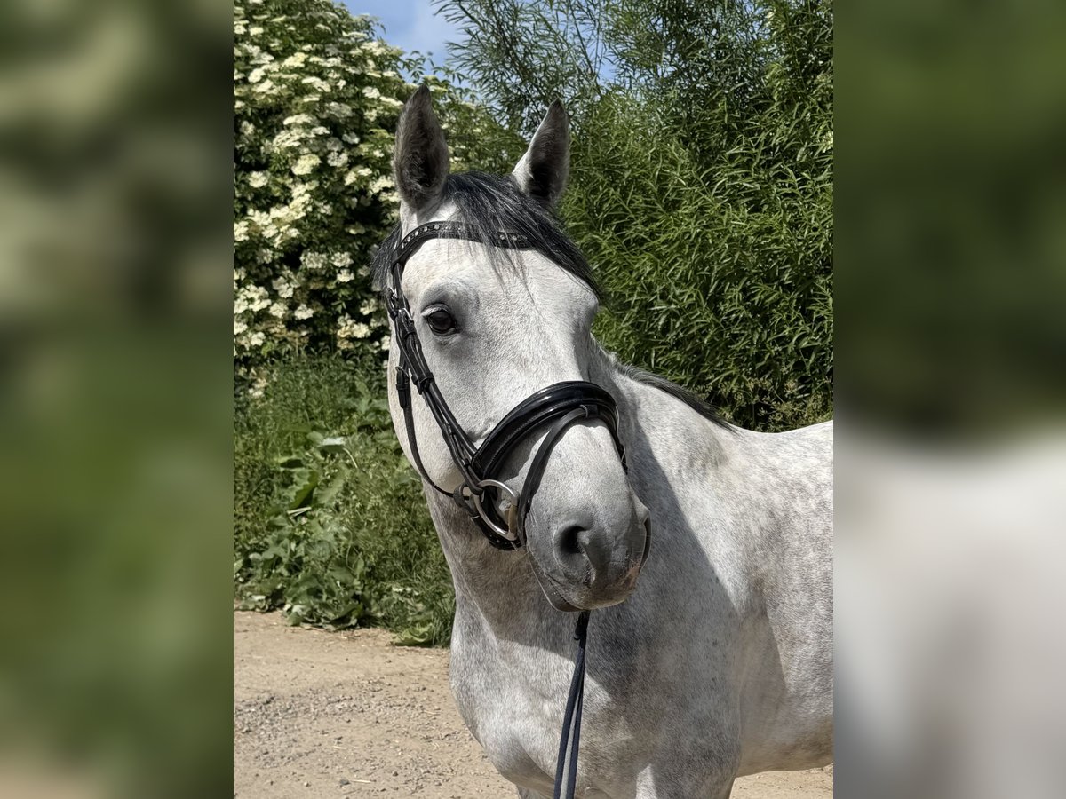 Westfale Wallach 8 Jahre 163 cm Apfelschimmel in Grevenbroich