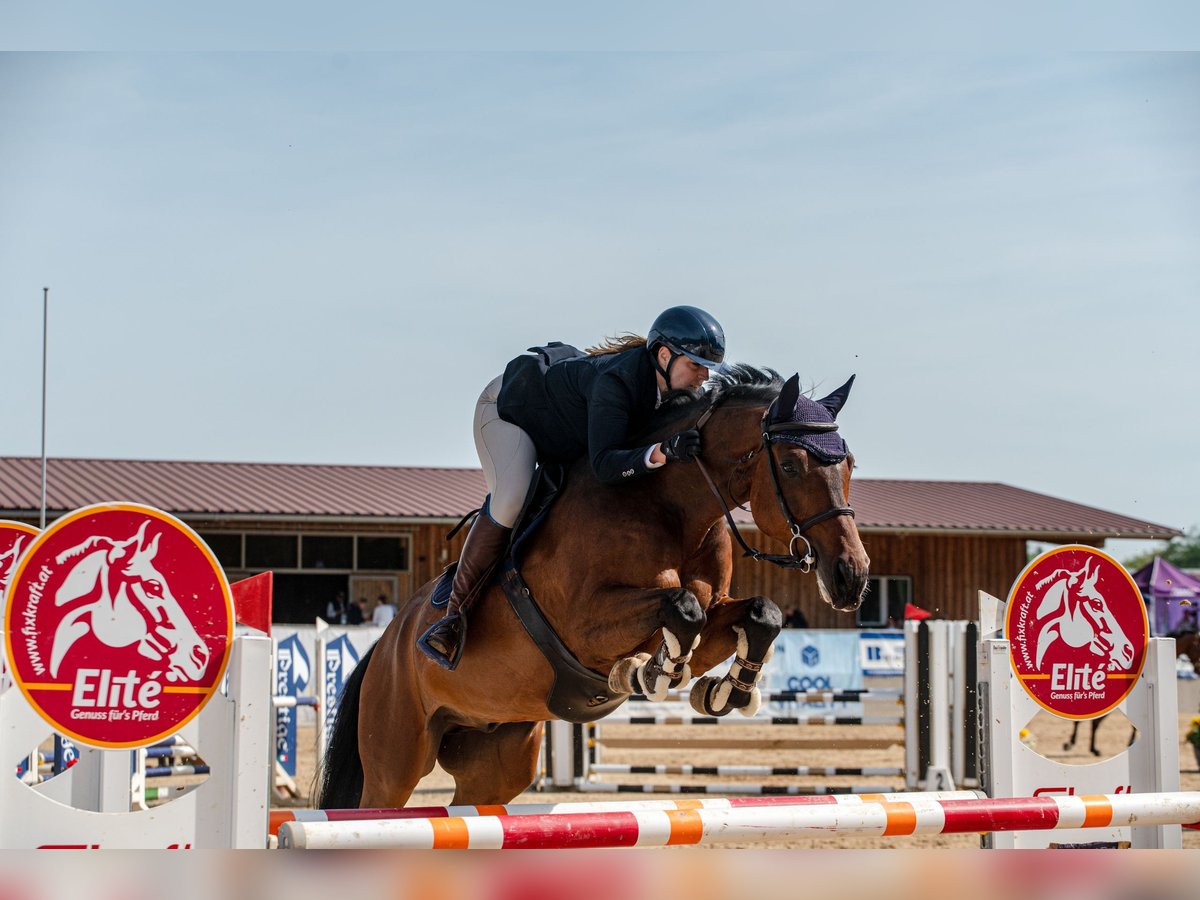 Westfale Wallach 8 Jahre 165 cm Brauner in Illertissen