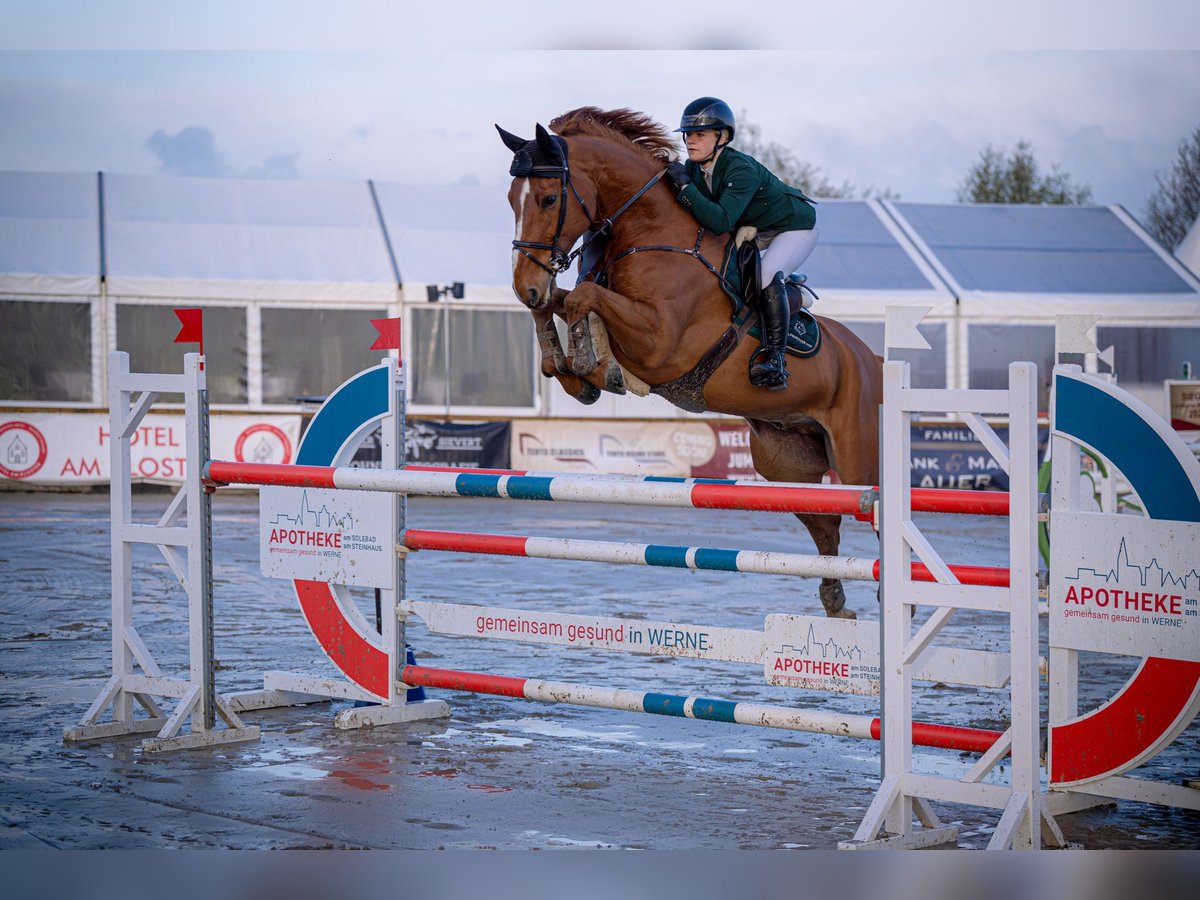 Westfale Wallach 8 Jahre 165 cm Fuchs in Dornburg