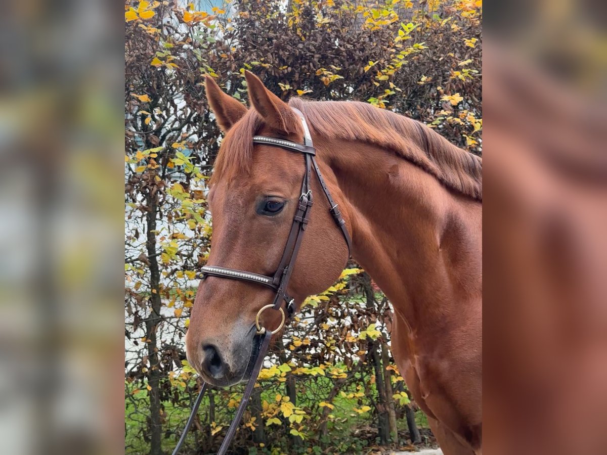 Westfale Wallach 8 Jahre 167 cm Fuchs in Kümmertshausen