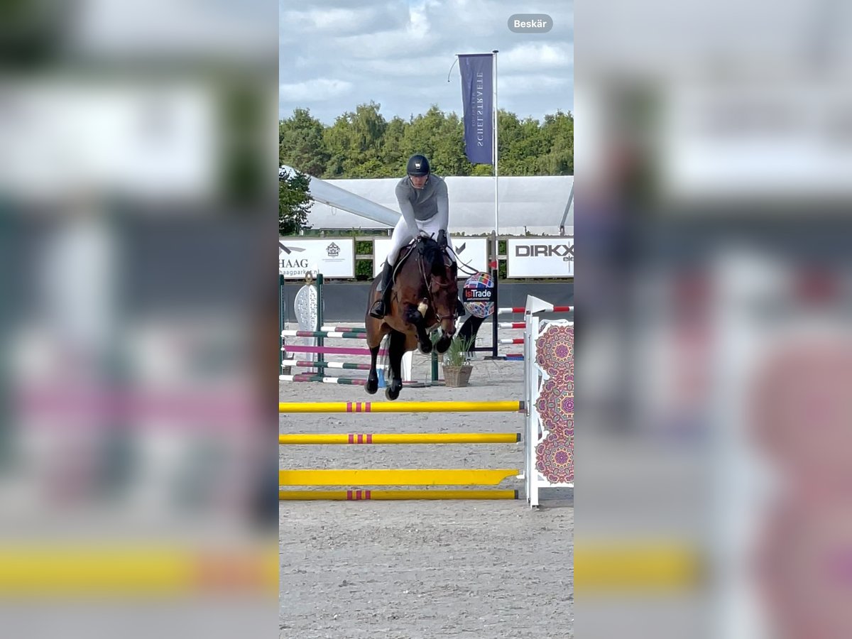 Westfale Wallach 8 Jahre 168 cm Brauner in Kevelaer