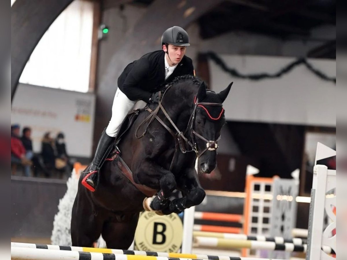 Westfale Wallach 8 Jahre 168 cm Rappe in Cegléd