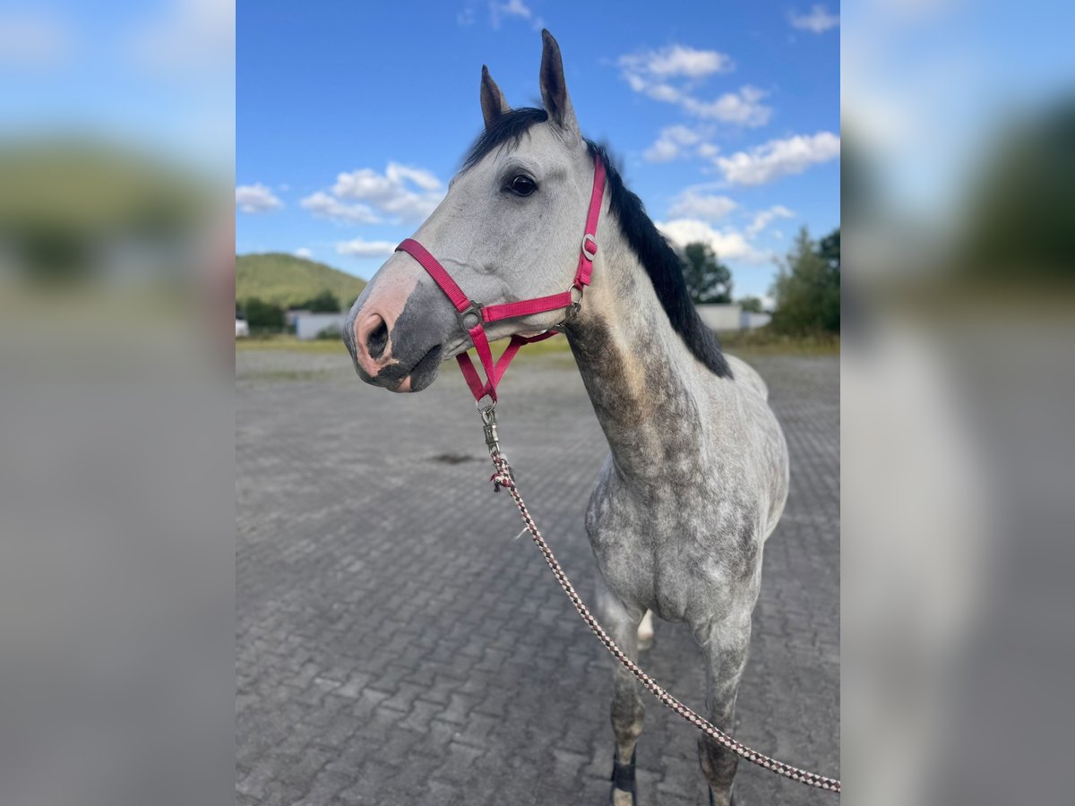 Westfale Wallach 8 Jahre 168 cm Schimmel in Coburg