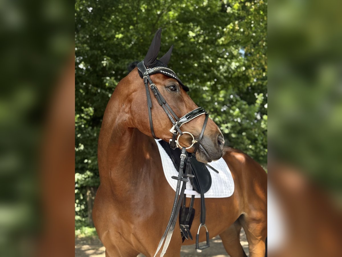 Westfale Wallach 8 Jahre 169 cm Brauner in M&#xFC;nster