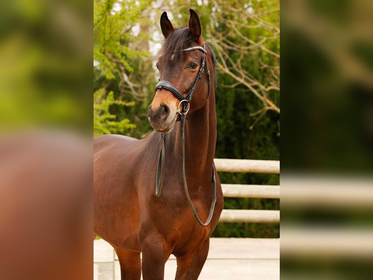 Westfale Wallach 8 Jahre 170 cm Brauner in Montbrison