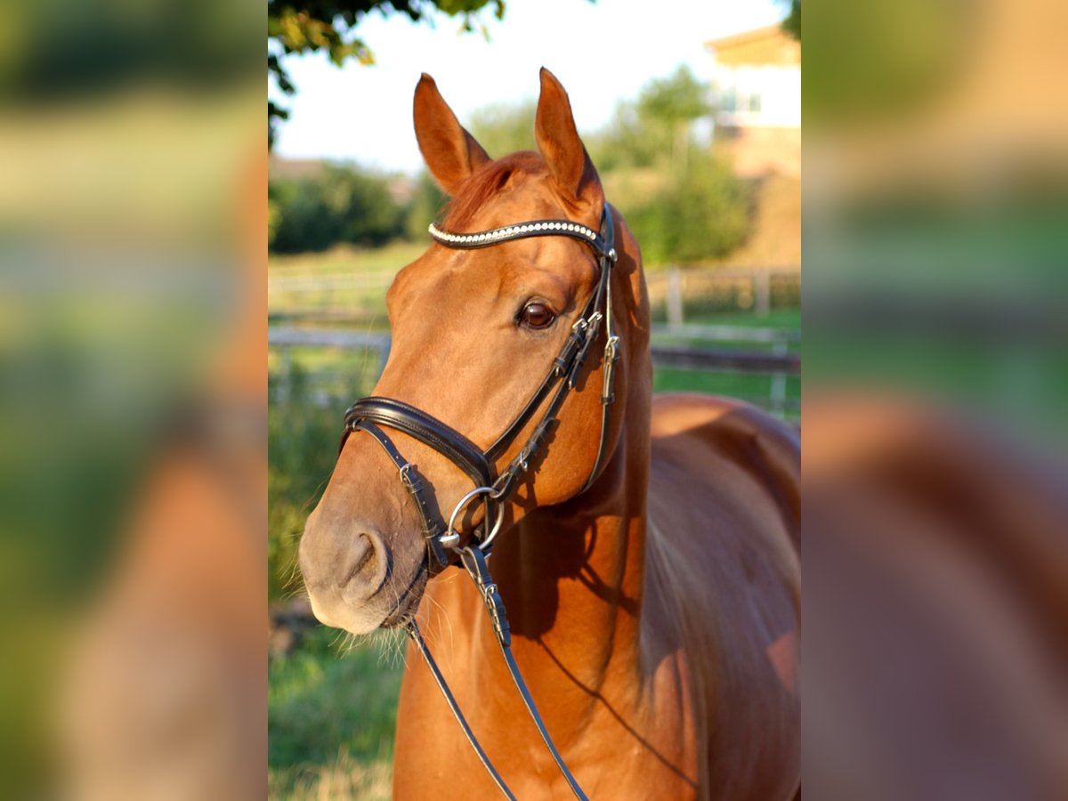Westfale Wallach 8 Jahre 170 cm Fuchs in Fr&#xF6;ndenberg