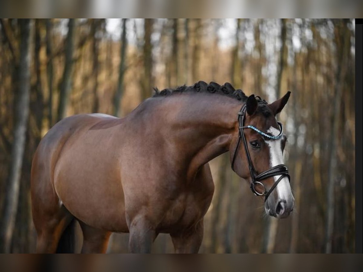 Westfale Wallach 8 Jahre 172 cm Brauner in Ried am Riederberg