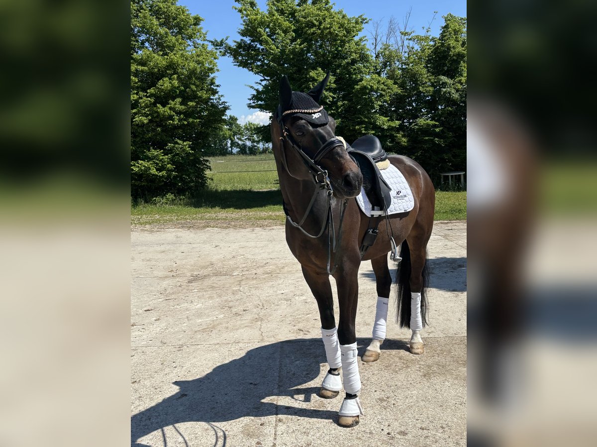 Westfale Wallach 8 Jahre 172 cm Dunkelbrauner in Schopfheim