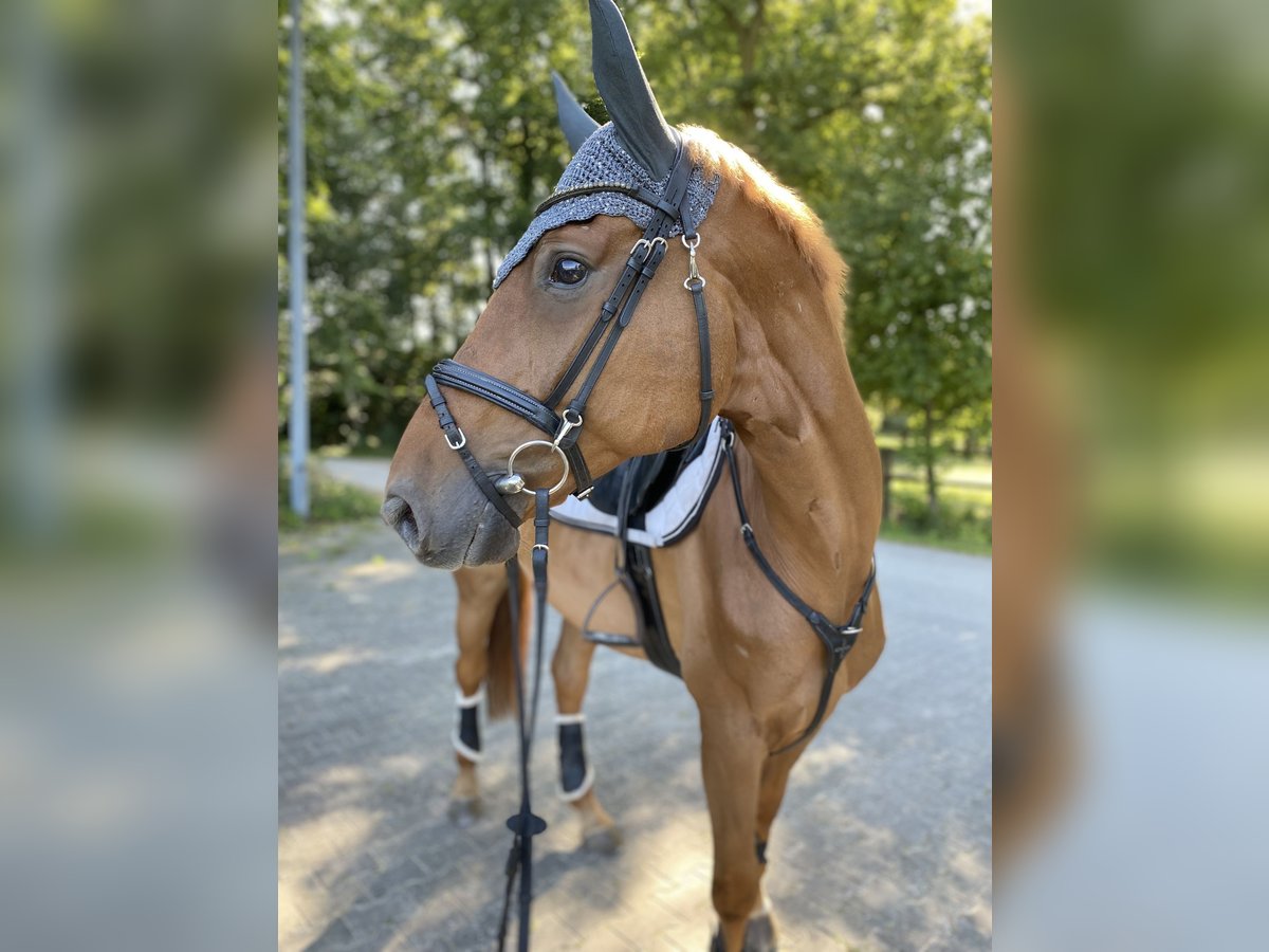Westfale Wallach 8 Jahre 172 cm Fuchs in Schlo&#xDF; Holte-Stukenbrock