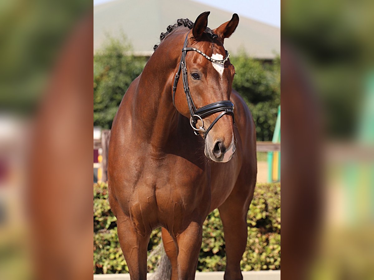 Westfale Wallach 8 Jahre 174 cm in Willich