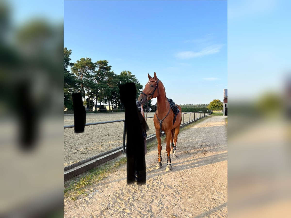 Westfale Wallach 8 Jahre 174 cm Fuchs in Swisttal