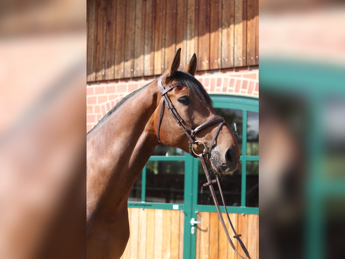 Westfale Wallach 8 Jahre 175 cm Brauner in Hamburg Kirchwerder
