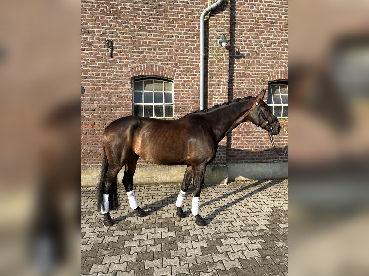 Westfale Wallach 8 Jahre 175 cm Dunkelbrauner in Geldern
