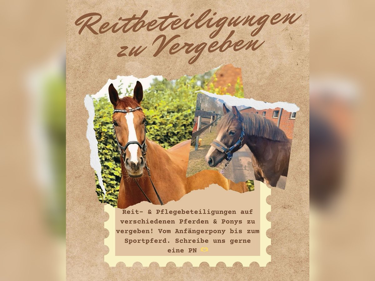 Westfale Wallach 8 Jahre 175 cm Fuchs in Twist Westfale Wallach 8 Jahre 175 cm Fuchs in Twist