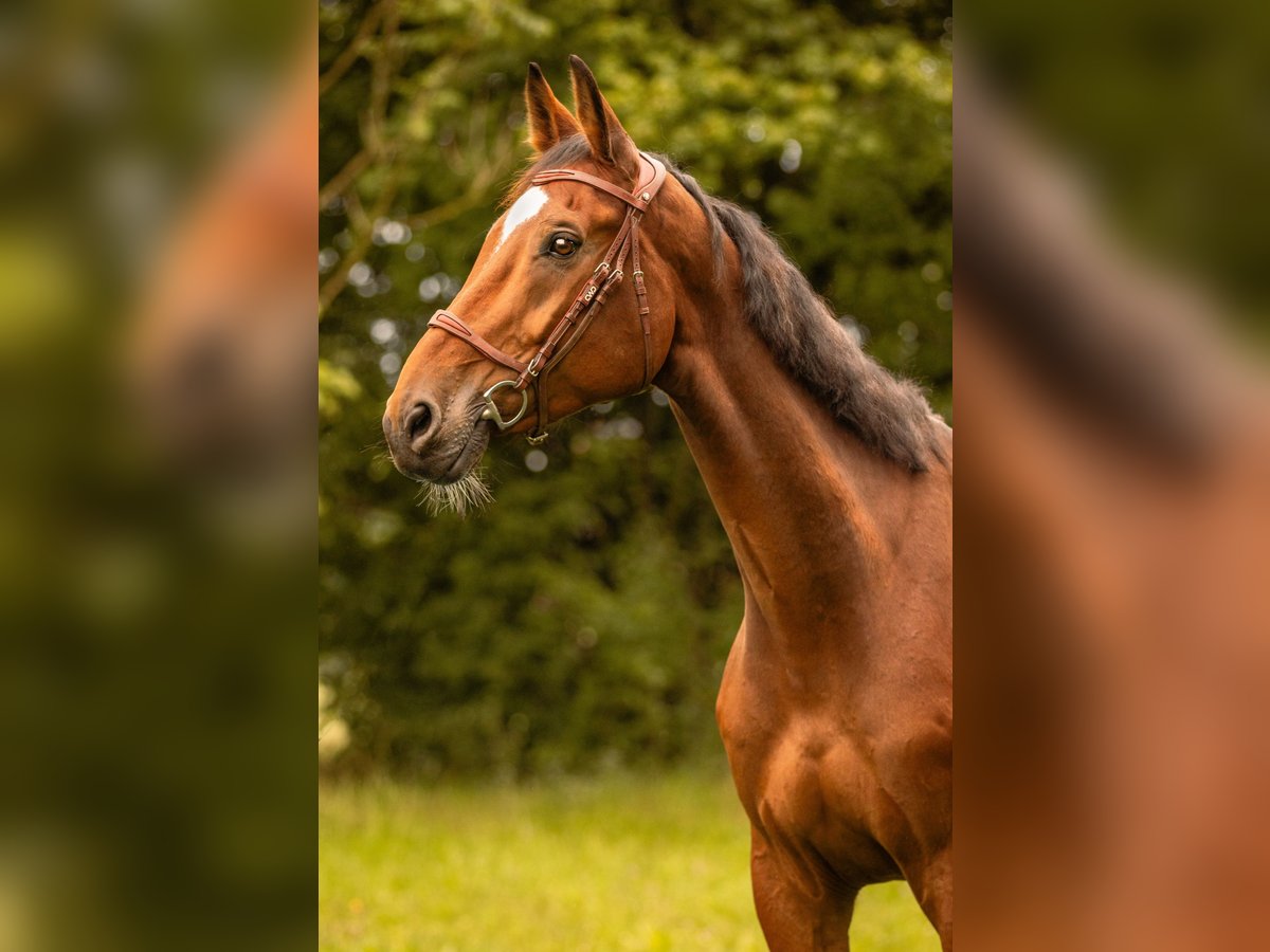 Westfale Wallach 8 Jahre 178 cm Brauner in Moosach