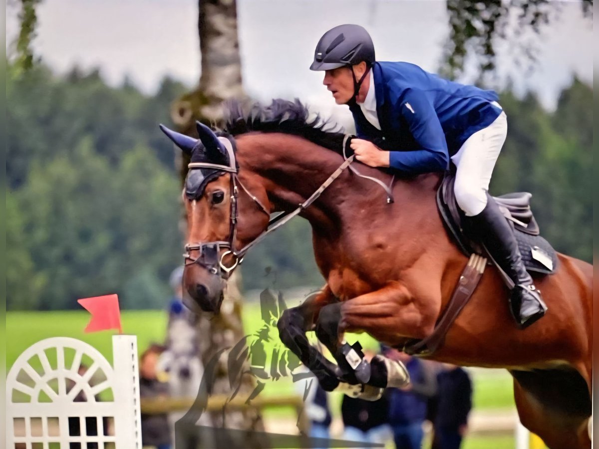 Westfale Wallach 8 Jahre 178 cm Brauner in Moosach