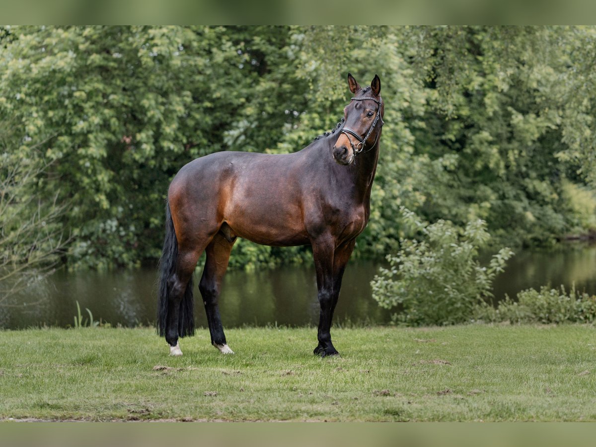 Westfale Wallach 8 Jahre 178 cm Dunkelbrauner in Stadtlohn