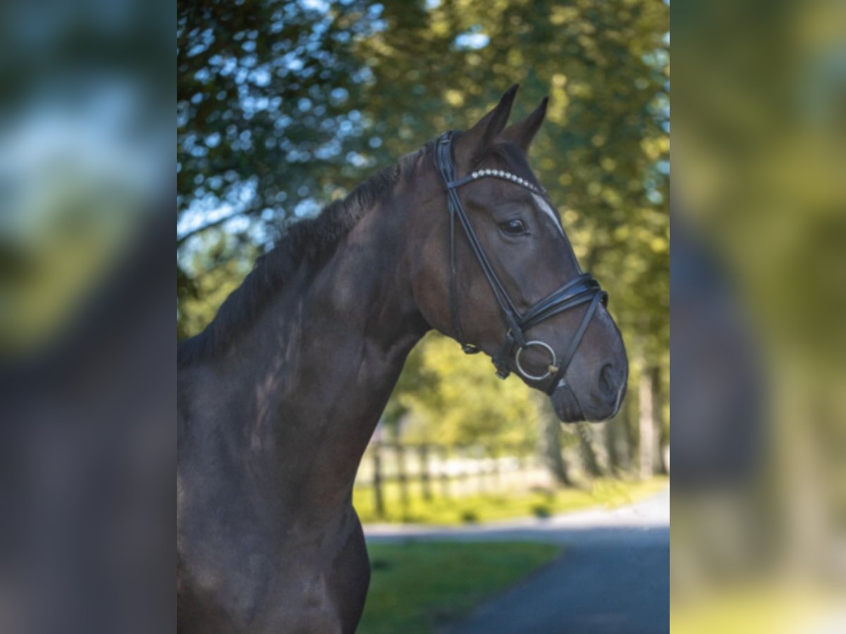 Westfale Wallach 8 Jahre 180 cm Dunkelbrauner in Bramsche
