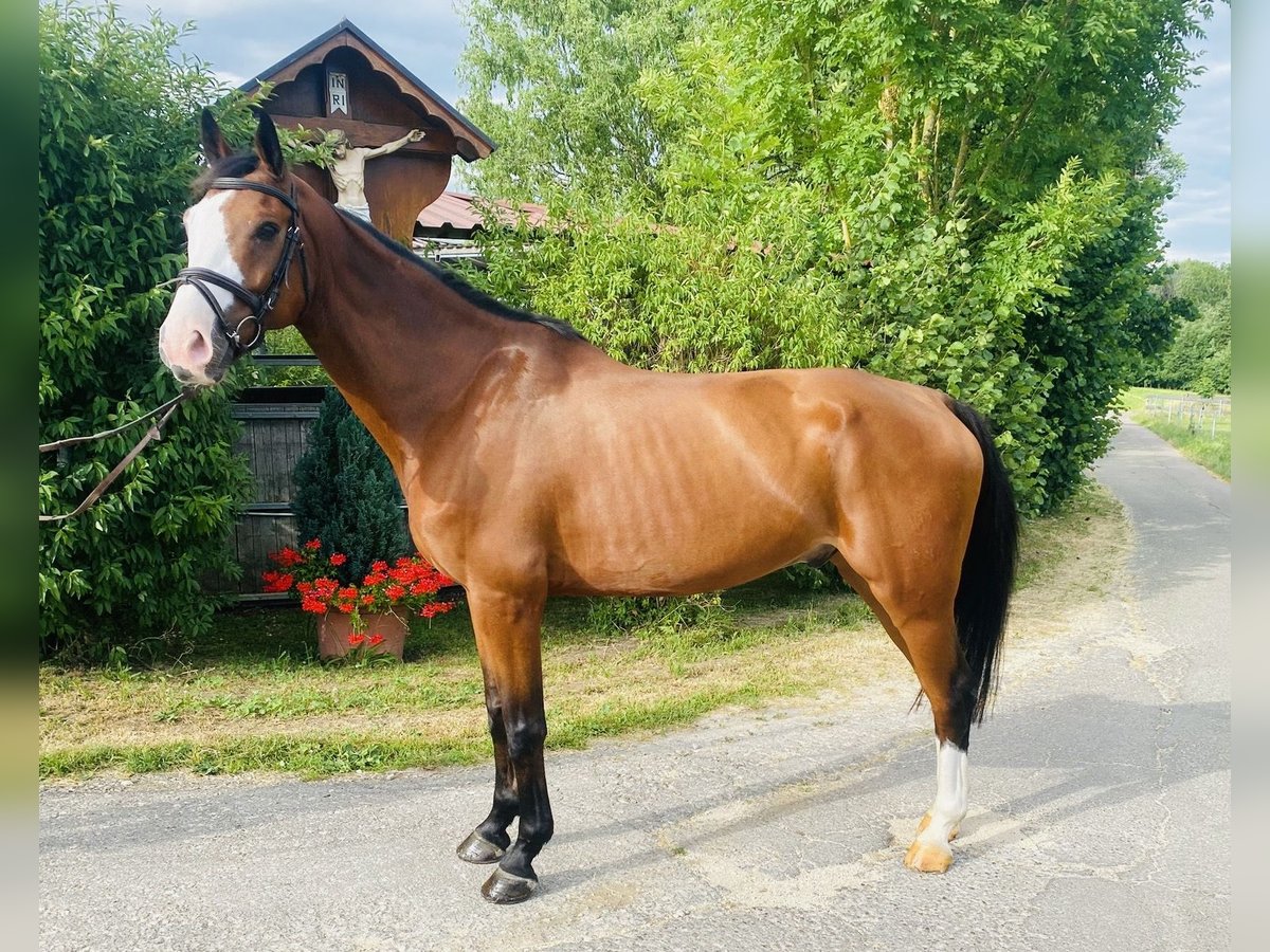 Westfale Wallach 9 Jahre 167 cm Brauner in Schw&#xE4;bisch Gm&#xFC;nd