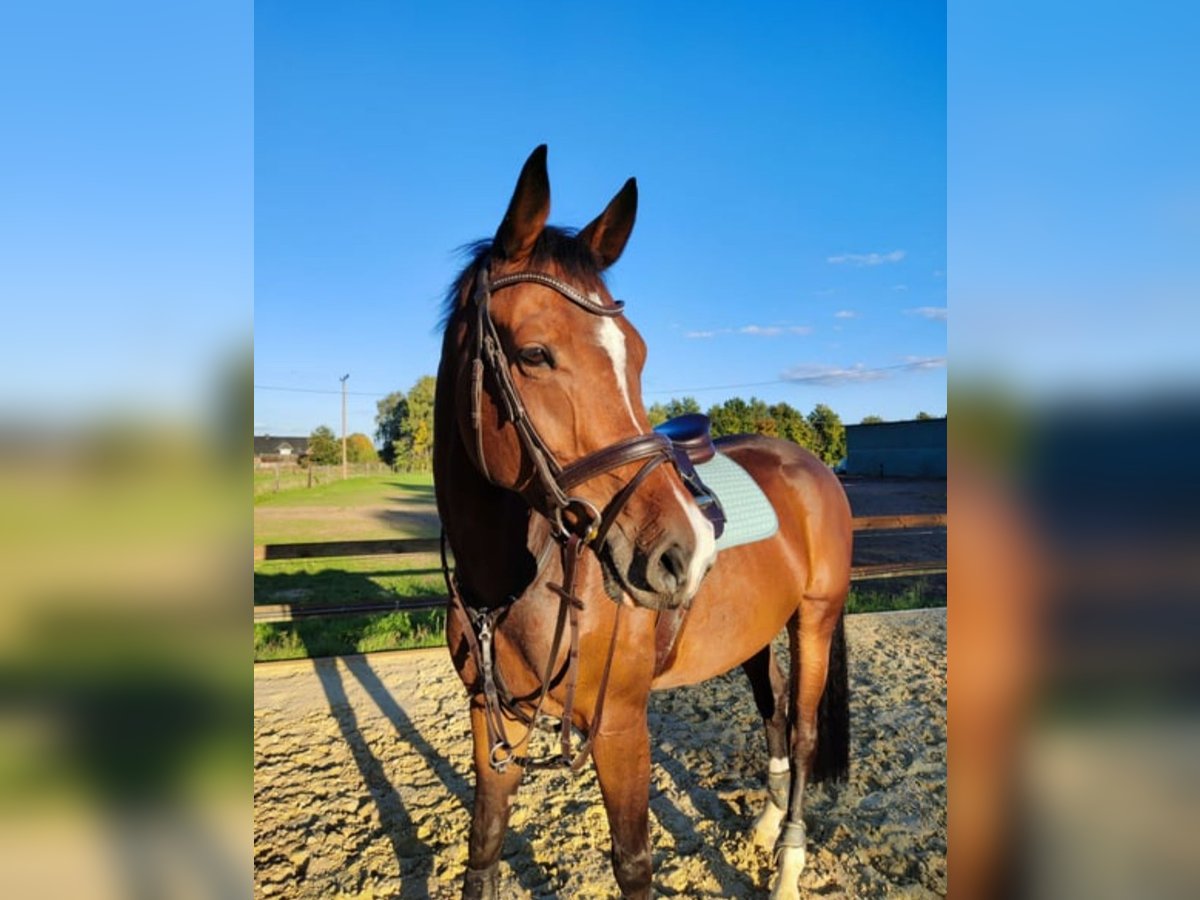 Westfale Wallach 9 Jahre 169 cm Dunkelbrauner in Rietberg