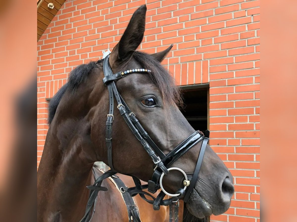 Westfale Wallach 9 Jahre 170 cm in Bienenb&#xFC;ttel