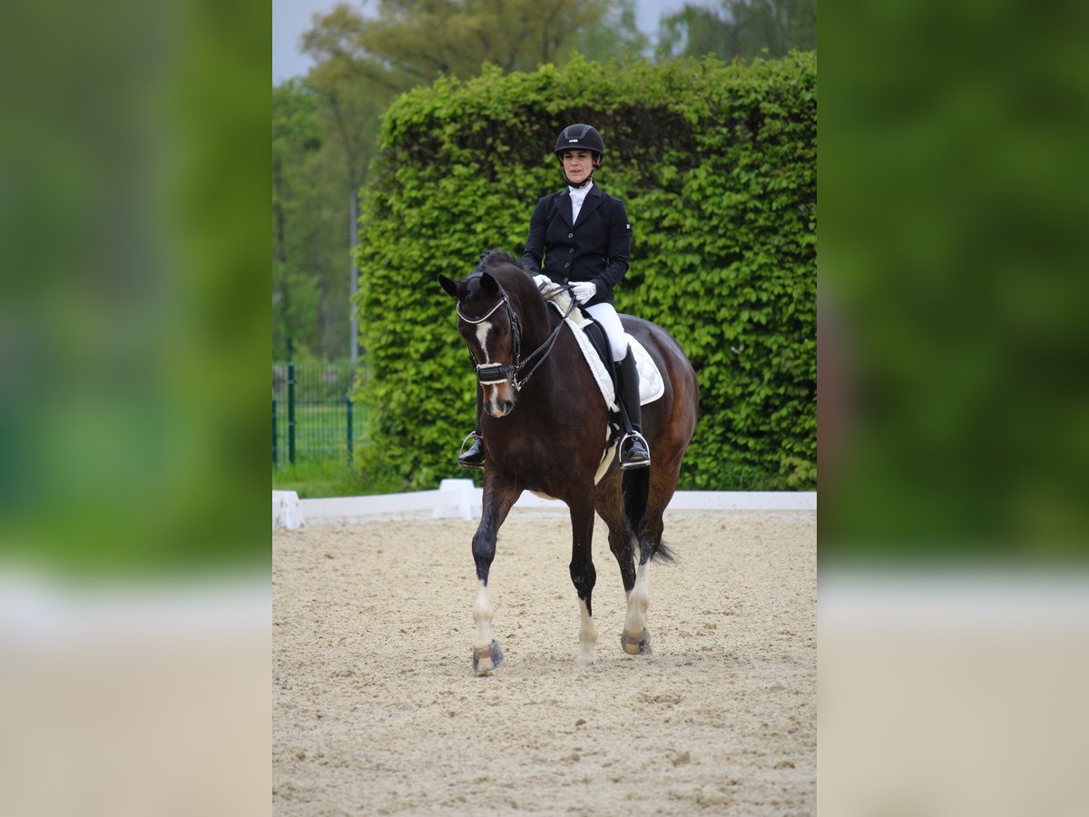 Westfale Wallach 9 Jahre 172 cm Brauner in Asbach