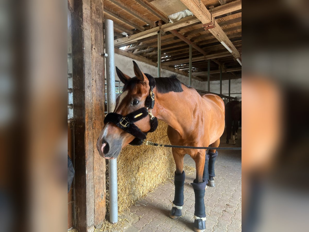 Westfale Wallach 9 Jahre 172 cm Brauner in MettmannMettmann