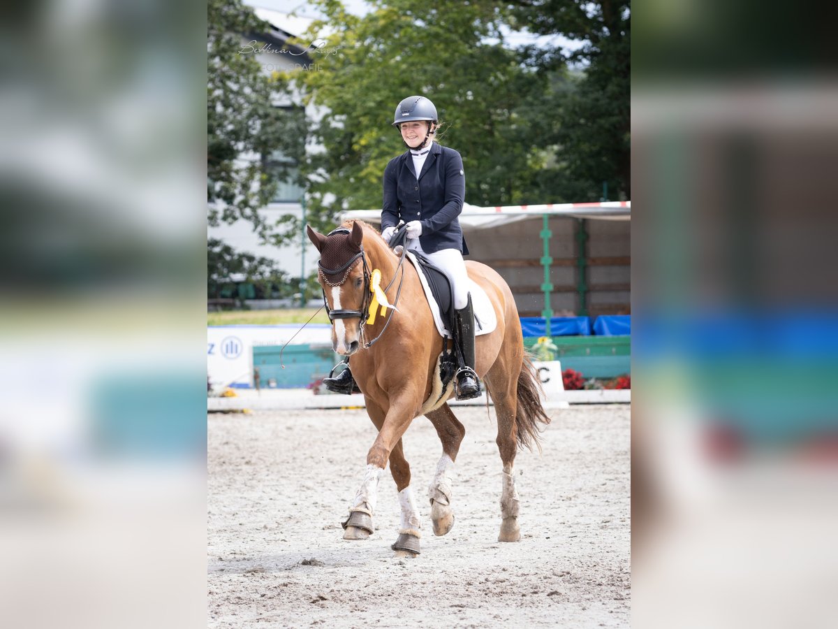 Westfale Wallach 9 Jahre 172 cm Fuchs in Bad Wildungen