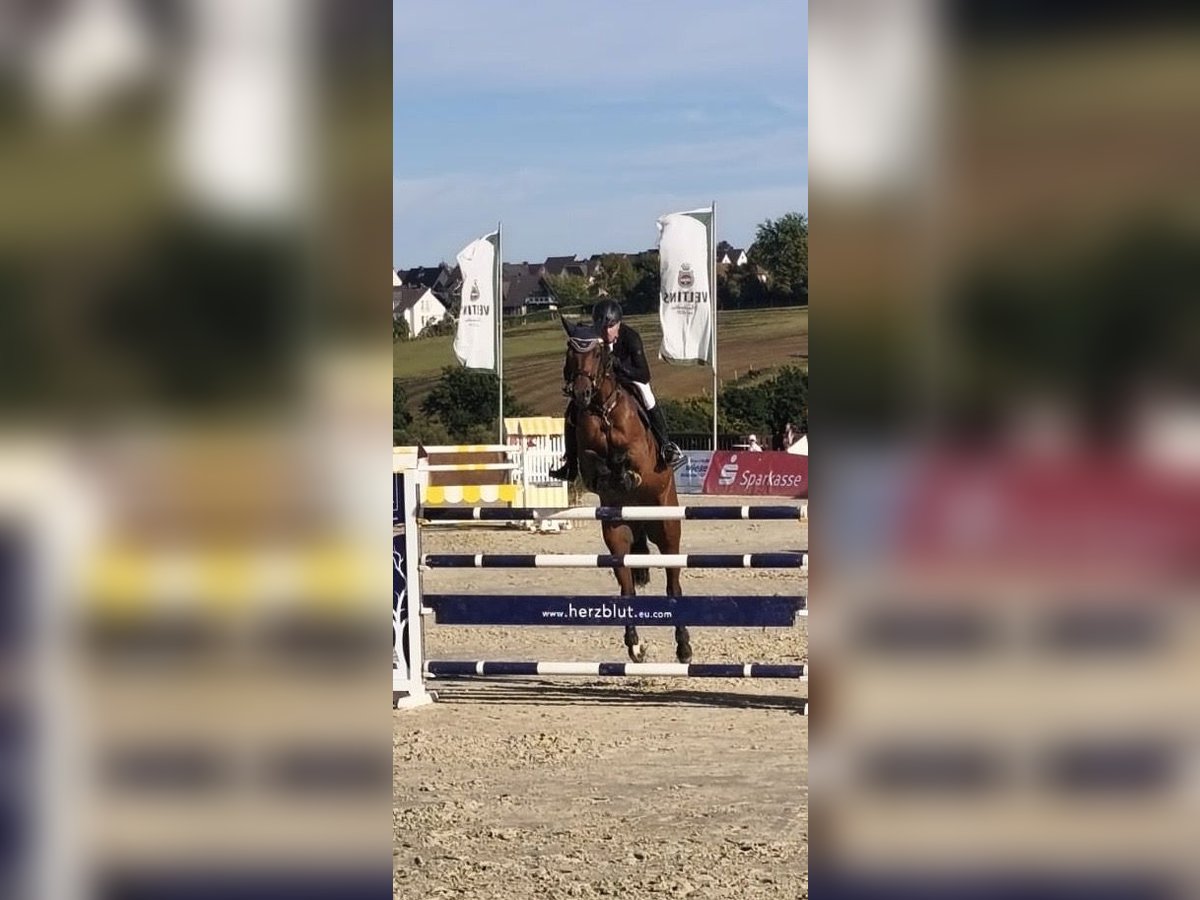 Westfale Wallach 9 Jahre 175 cm Brauner in Arnsberg