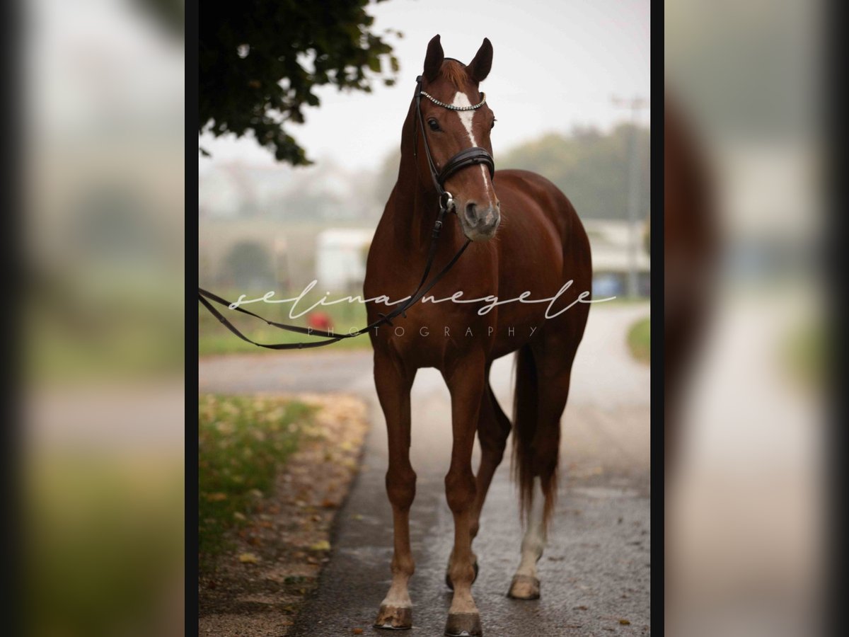 Westfale Wallach 9 Jahre 178 cm Fuchs in Westerheim