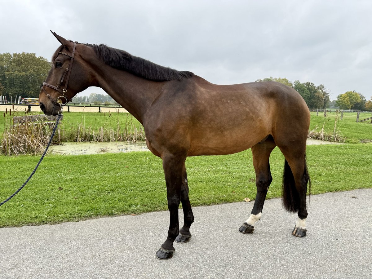 Westfale Wallach 9 Jahre 179 cm Brauner in Horstmar Westfale Wallach 9 Jahre 179 cm Brauner in Horstmar