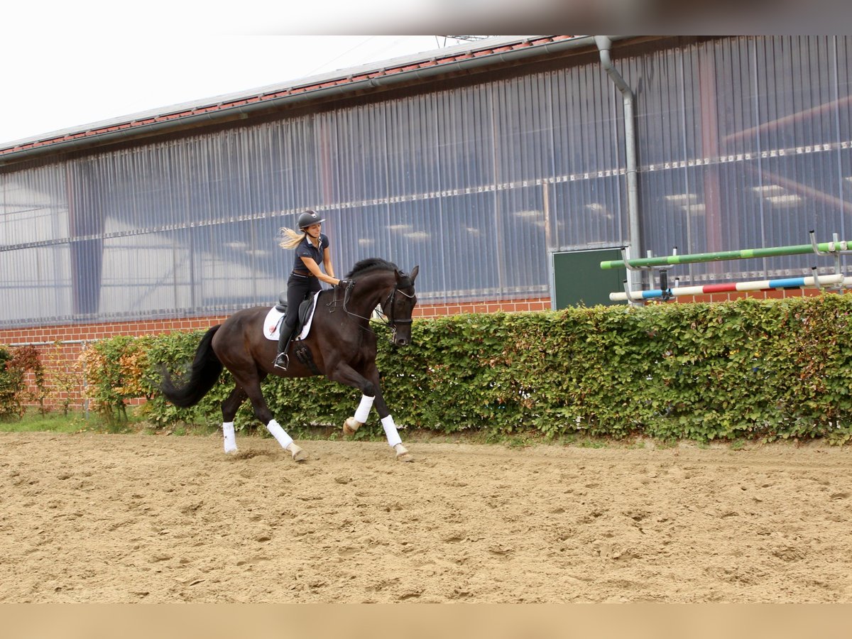 Westfale Wallach 9 Jahre 186 cm Schwarzbrauner in Ahaus