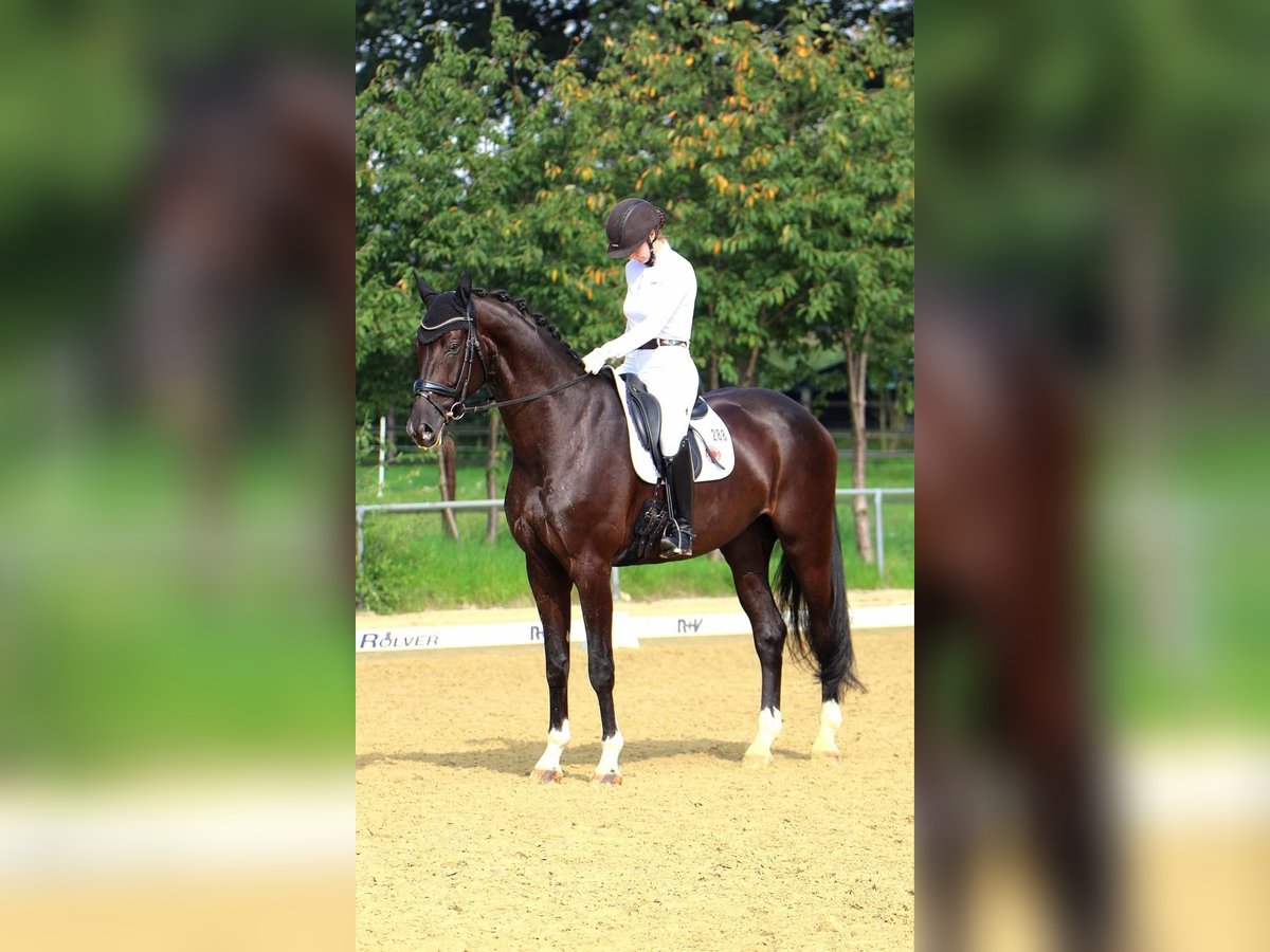 Westfale Wallach 9 Jahre 186 cm Schwarzbrauner in Ahaus