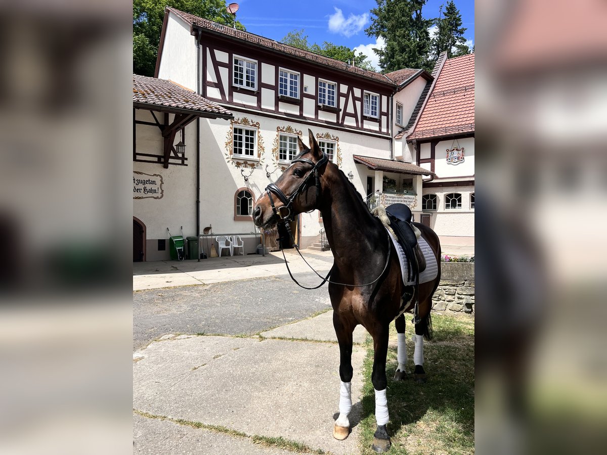 Westfaliano Caballo castrado 10 años 160 cm Castaño in Kelkheim (Taunus)