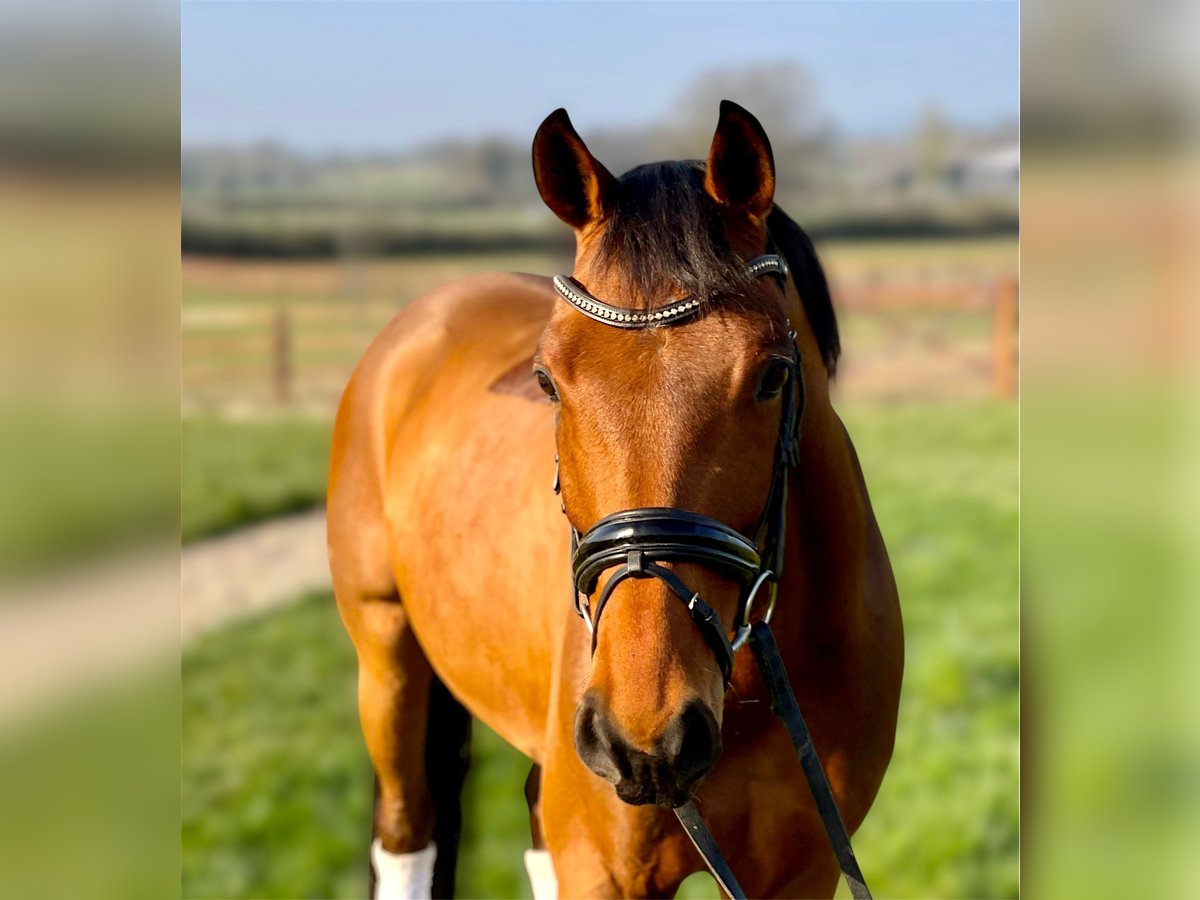 Westfaliano Caballo castrado 10 años 163 cm Castaño rojizo in Worcestershire